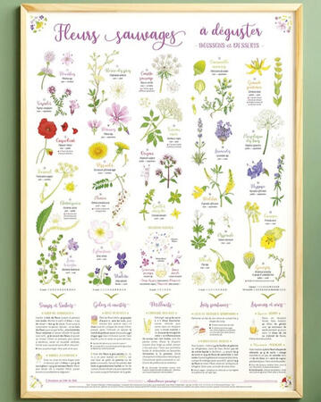 Affiche de L'Aventure au coin du bois intitulée "FLEURS SAUVAGES À DÉGUSTER : Boissons et desserts", présentant 26 fleurs sauvages avec des aquarelles, des périodes de cueillette, des confusions possibles, et 8 recettes inspirantes pour des sirops, gelées,
