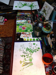 Détail des dessins botaniques de Linaigrette pour l'affiche Savoureux pestos sauvages : colorisation à l'aquarelle en cours Détail des dessins botaniques de Linaigrette pour l'affiche Savoureux pestos sauvages : colorisation à l'aquarelle en cours