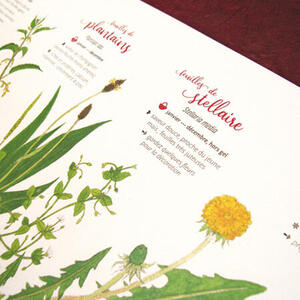 Détail de l'affiche Savoureux pestos sauvages : plantain, stellaire, pissenlit... Détail de l'affiche Savoureux pestos sauvages : plantain, stellaire, pissenlit...