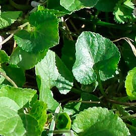 L&#39;hiver aussi, faites le plein de chlorophylle