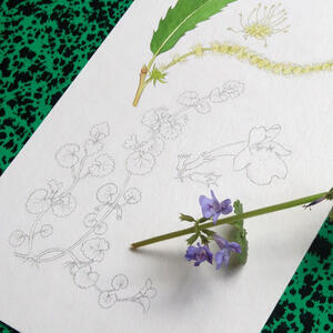 Détail des dessins botaniques de Linaigrette pour l'affiche Fleurs sauvages à déguster : dessin de lierre terrestre avant aquarelle Détail des dessins botaniques de Linaigrette pour l'affiche Fleurs sauvages à déguster : dessin de lierre terrestre avant aquarelle
