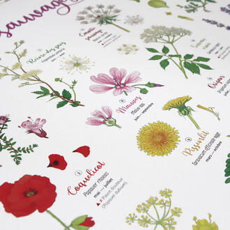 Détail des illustrations botaniques de l'affiches Fleurs sauvages à déguster, boissons & desserts : coquelicot, reine-des-prés, mauve, pissenlit... Détail des illustrations botaniques de l'affiches Fleurs sauvages à déguster, boissons & desserts : coquelicot, reine-des-prés, mauve, pissenlit...