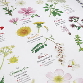 Détail des illustrations botaniques de l&#39;affiches Fleurs sauvages à déguster, boissons &amp; desserts : fenouil, pissenlit, acacia, églantine...