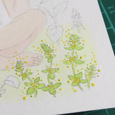 Détail de l'aquarelle de Linaigrette en cours pour la carte Cueillette subtile : gaillet croisette Détail de l'aquarelle de Linaigrette en cours pour la carte Cueillette subtile : gaillet croisette