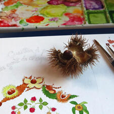Détail de l'aquarelle de Linaigrette en cours pour la carte Cueillir à point : bogue de châtaigne Détail de l'aquarelle de Linaigrette en cours pour la carte Cueillir à point : bogue de châtaigne