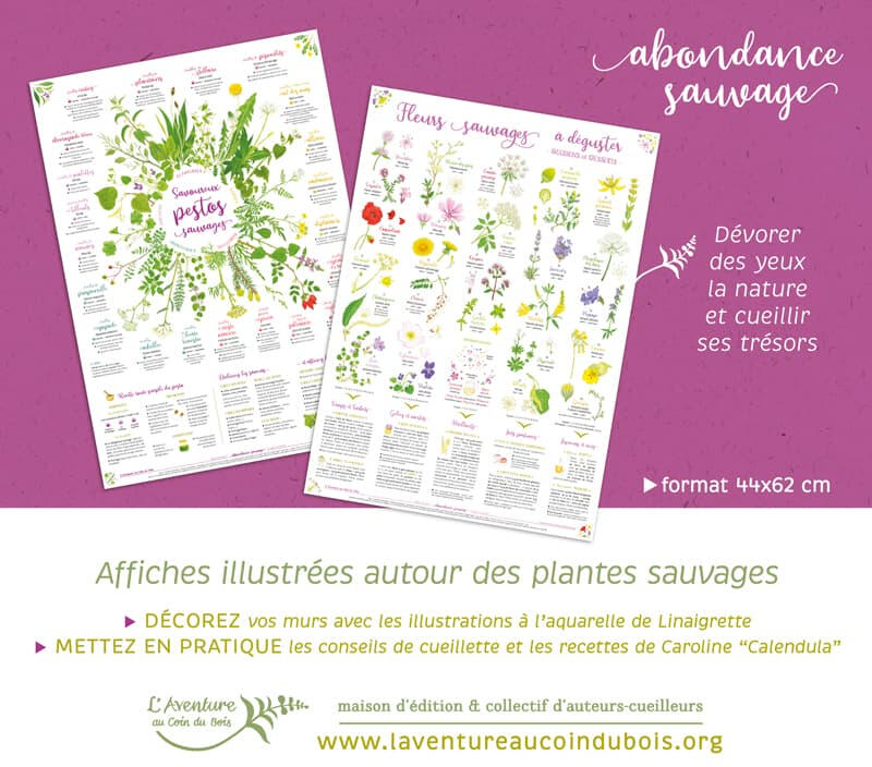 Collection d&#39;affiches &quot;Abondance sauvage&quot; de L&#39;Aventure au coin du bois, aquarelles botaniques et conseils de cueillette et de mise en pratique autour des plantes sauvages