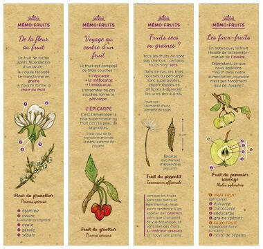 Marque-pages mémo botanique présentant le vocabulaire essentiel autour des fruits, illustrations au recto de fleur de prunellier, fruit du griottier, du pissenlit et du pommier sauvage
