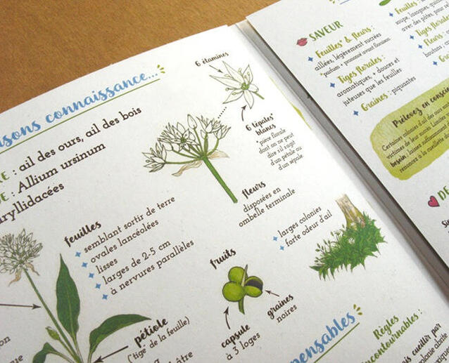 Je cuisine l&#39;ail des ours