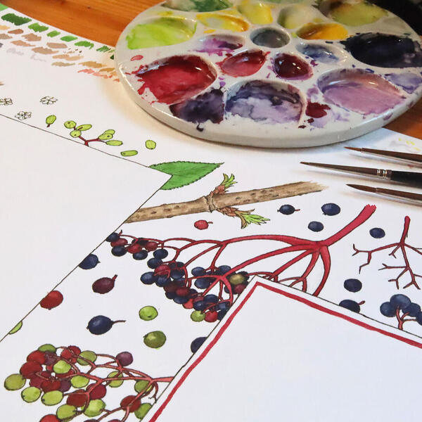 je cuisine le sureau