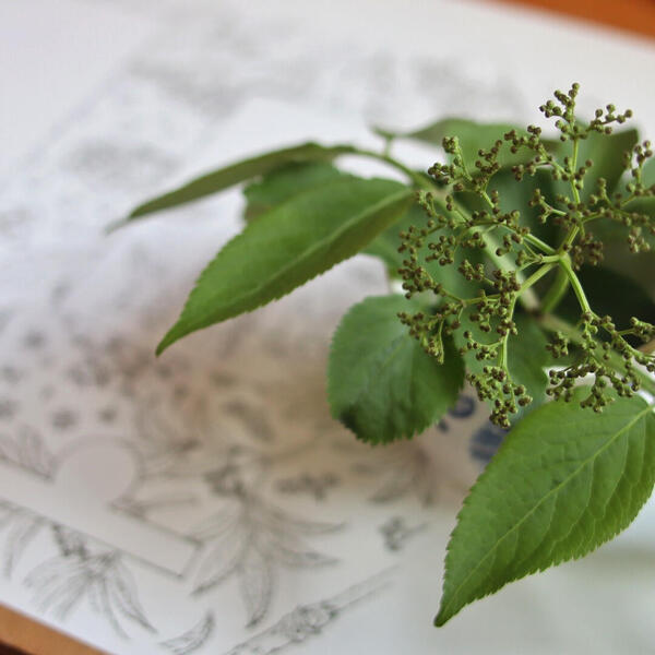 je cuisine le sureau