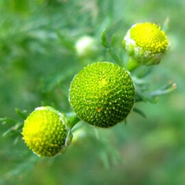 ➸ Mini ananas local, mega-délice !
