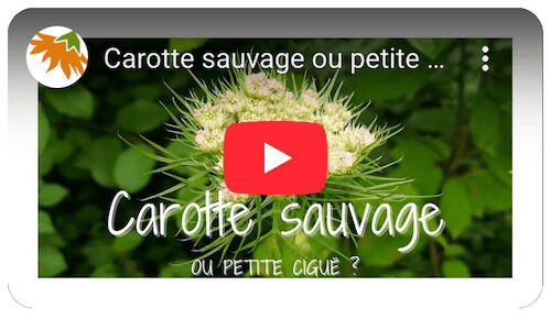 Carotte sauvage ou petite ciguë ?
