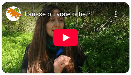 Fausse ou vraie ortie ?